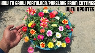 How To Grow PortulacaPurslane From CuttingsFull Updates [upl. by Sukramal]