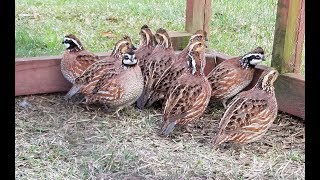 My Bobwhite quailQuail sliding [upl. by Liamaj]