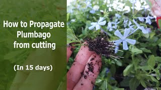 How to Propagate Plumbago from cutting [upl. by Gavrielle]