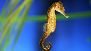 Seahorses [upl. by Arata]