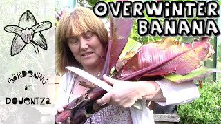 How to Overwinter the Red Abyssinian Banana Ensete ventricosum Maurelii [upl. by Rodney]