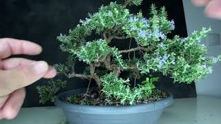 Fantastic Blooming Rosemary Bonsai Cheap Herb Bonsaitree for beginners [upl. by Donata]