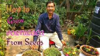 How to Grow PORTULACA from Seeds [upl. by Nirtiak831]