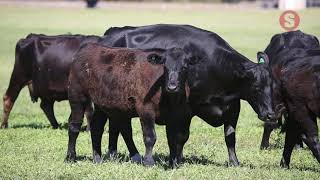 Simmental at Tellarup WA [upl. by Davidde]