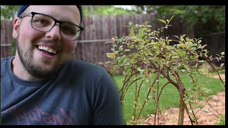 Planting A Dwarf Weeping Pussy Willow Tree  The Humble Gardener [upl. by Dibbrun375]