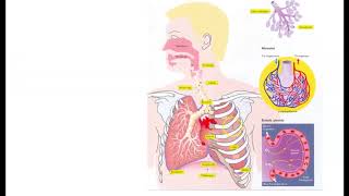 lungernes opbygning og iltoptagelse [upl. by Ariajay452]