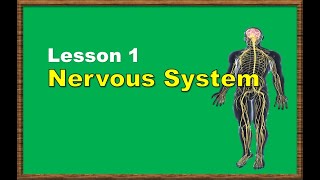 Lesson 1 The Nervous System [upl. by Tracy697]