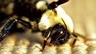 Bumble bees mating [upl. by Faulkner]