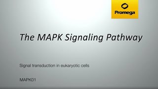 The MAPK Signaling Pathway [upl. by Mchenry]