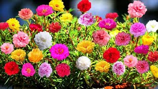 Prune the Portulaca moss rose to give the plant more branches with many buds [upl. by Zared]