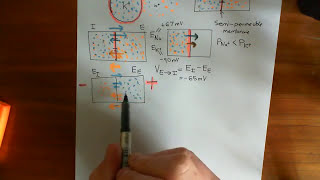 The GoldmanHodgkinKatz Equation Part 1 [upl. by Cagle]