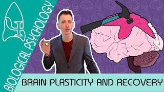 Brain Plasticity and Functional Recovery  Biological Psychology AQA ALevel [upl. by Anilyx]