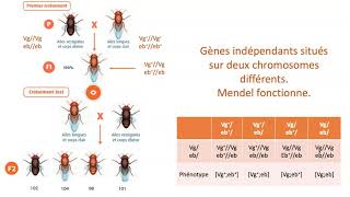 Gènes indépendants gènes liés avec ou sans Crossing over [upl. by Gotthelf]