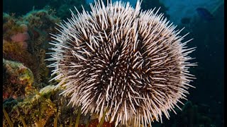 Facts The Sea Urchin [upl. by Eitsirhc]