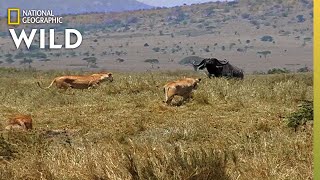 How a Lion Pride Hunts Prey  Cat Attacktics [upl. by Nauqes]