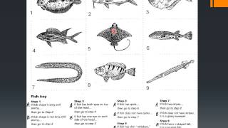 Dichotomous Keys USE [upl. by Assirual]