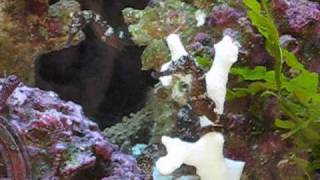 Seahorses Flirting  Changing Color Black to White [upl. by Hadleigh]