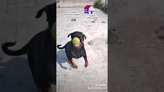 Dangerous Rottweiler  Roxy The Rottweiler  Dog Can Talk reviewreloaded shorts [upl. by Ashil889]