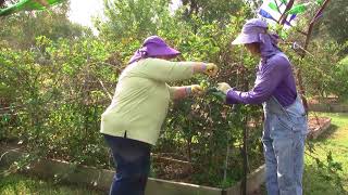 How to Prune Blackberries [upl. by Jessey]