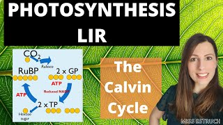 Light Independent Reactions of Photosynthesis Alevel LIR The Calvin Cycle [upl. by Eiramnwad749]