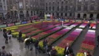 Free flowers as Amsterdam marks National Tulip Day [upl. by Torosian220]