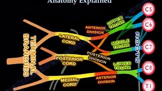 Brachial Plexus Brachial Plexus anatomy [upl. by Neerak]