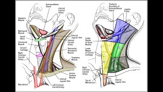 Cervical Lymph Node Levels in 5 minutes [upl. by Pepillo]