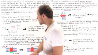 Signal Transduction Pathways [upl. by Yecad]