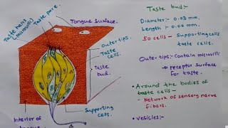 Taste Bud  Structure and function [upl. by Avictor]