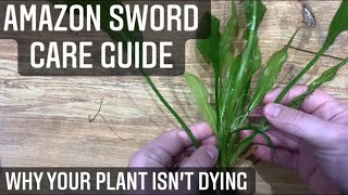 Amazon Sword Care Guide  Beginners Guide On How To Grow Aquarium Plants echinodorus bleheri [upl. by Tunnell]