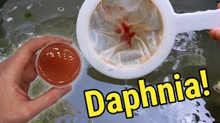 How I Culture Daphnia In Outdoor Tubs [upl. by Heddie]