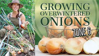 How to Grow Onions Over the Winter [upl. by Lednyc161]