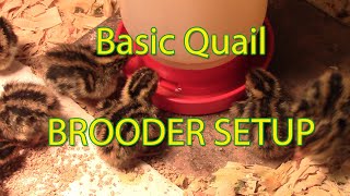 New hatch amp brooder set up for coturnix quail [upl. by Siurtemed392]