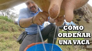 Como ordeñar un vaca artesanal con la mano en campo con ternero ordeño leche y ganado TVdigital [upl. by Lehrer]