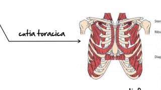 Biologie clasa 7a lectia Sistemul Muscular [upl. by Aivital]