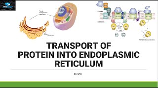 Transport of Protein In Endoplasmic Reticulum [upl. by Eciened]