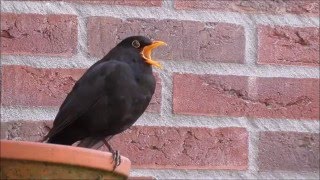 Common Blackbird Turdus merula singing [upl. by Nollat]