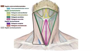 E12  Topografía de cuello  Anatomía 2  FMed UBA [upl. by Delp]