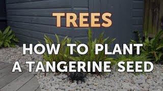 How to Plant a Tangerine Seed [upl. by Ellenehs]