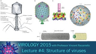 Virology 2015 Lecture 4 Structure of viruses [upl. by Forlini992]