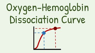 Oxygen Hemoglobin Dissociation Curve [upl. by Xaviera]