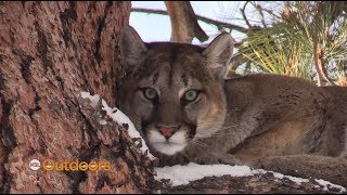 Utah Mountain Lion Hunt [upl. by Eanehs12]