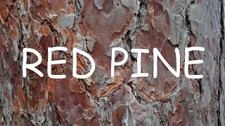 How to identify red pine Pinus resinosa  TREE ID 3 [upl. by Wilda]