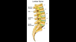 Two Minutes of Anatomy Lumbar Spine [upl. by Nwahsyt]