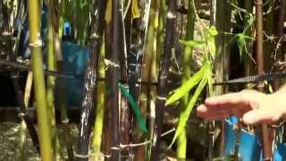 Bambusa Lako or Black Bamboo from Bamboo Plants Online [upl. by Auginahs]