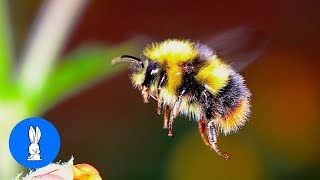 Giant Furry Bumblebees  CUTE Compilation [upl. by Sandell]