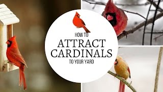 How to Attract Cardinals to Your Yard [upl. by Primo805]