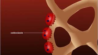 Ostéoporose [upl. by Nas32]