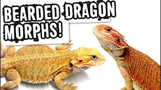 BEARDED DRAGON MORPHS [upl. by Selbbep795]