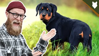 What To Do With A NEW ROTTWEILER PUPPY [upl. by Genisia]